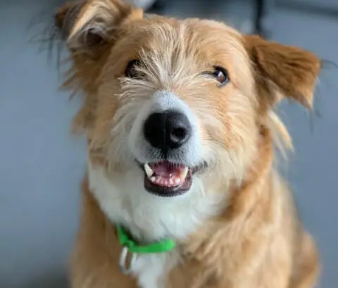 Smiling tan dog wearing a green collar
